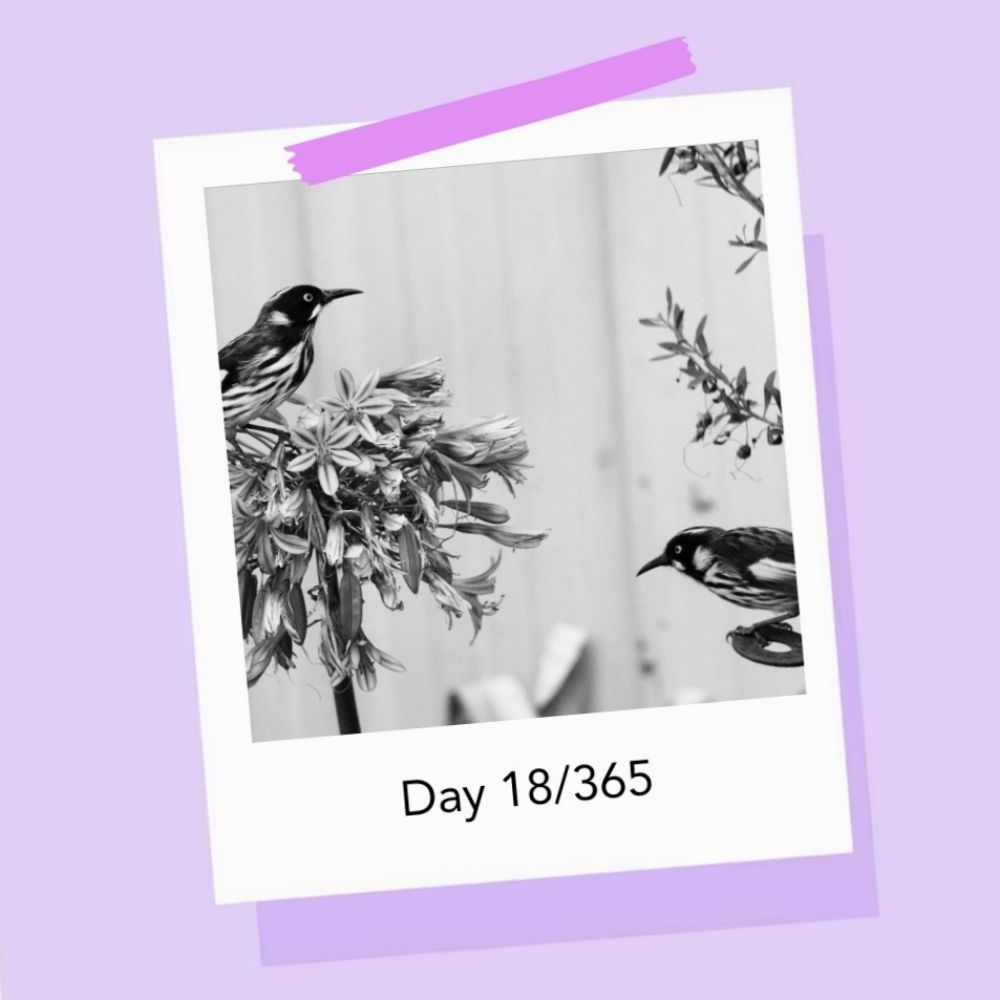 Dee 365