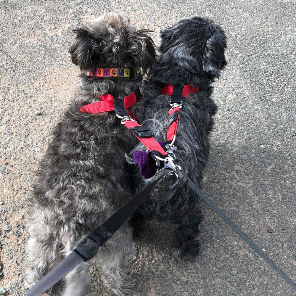 Angels JC and Ezra 🐾🐾🐾🐾