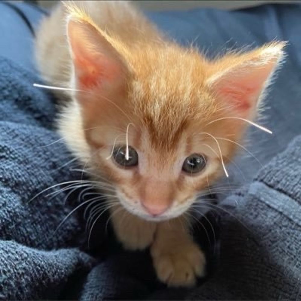 かわいいまめかわいいゆた