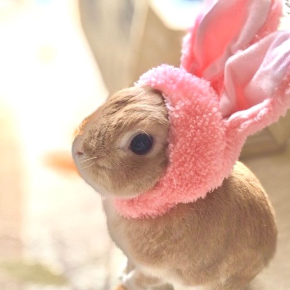なこ