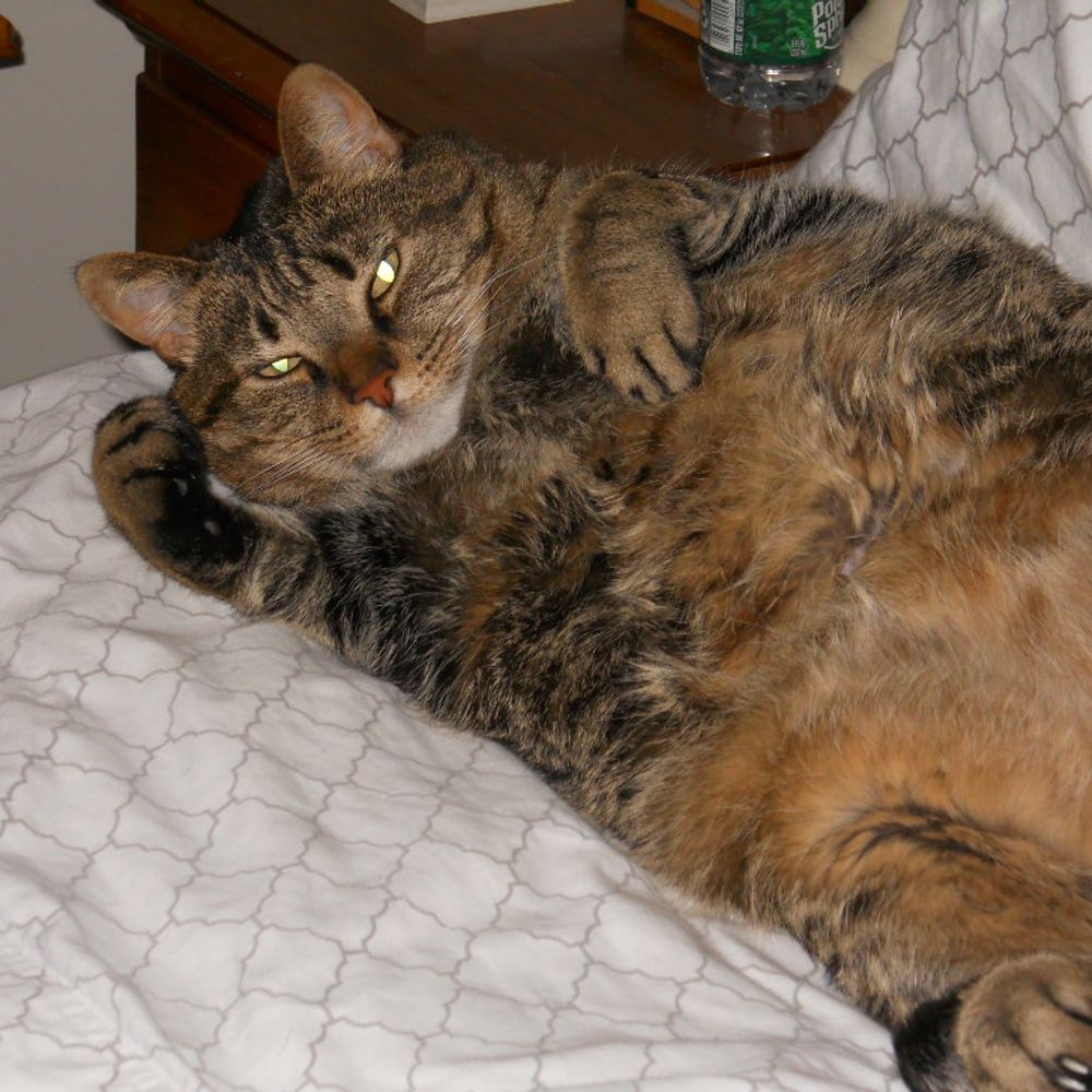 chonkyjack.bsky.social profile picture