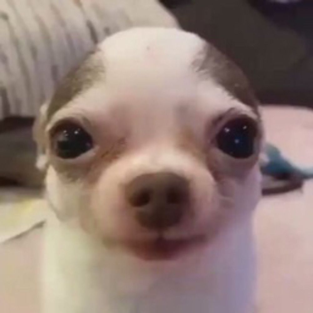 lechuga