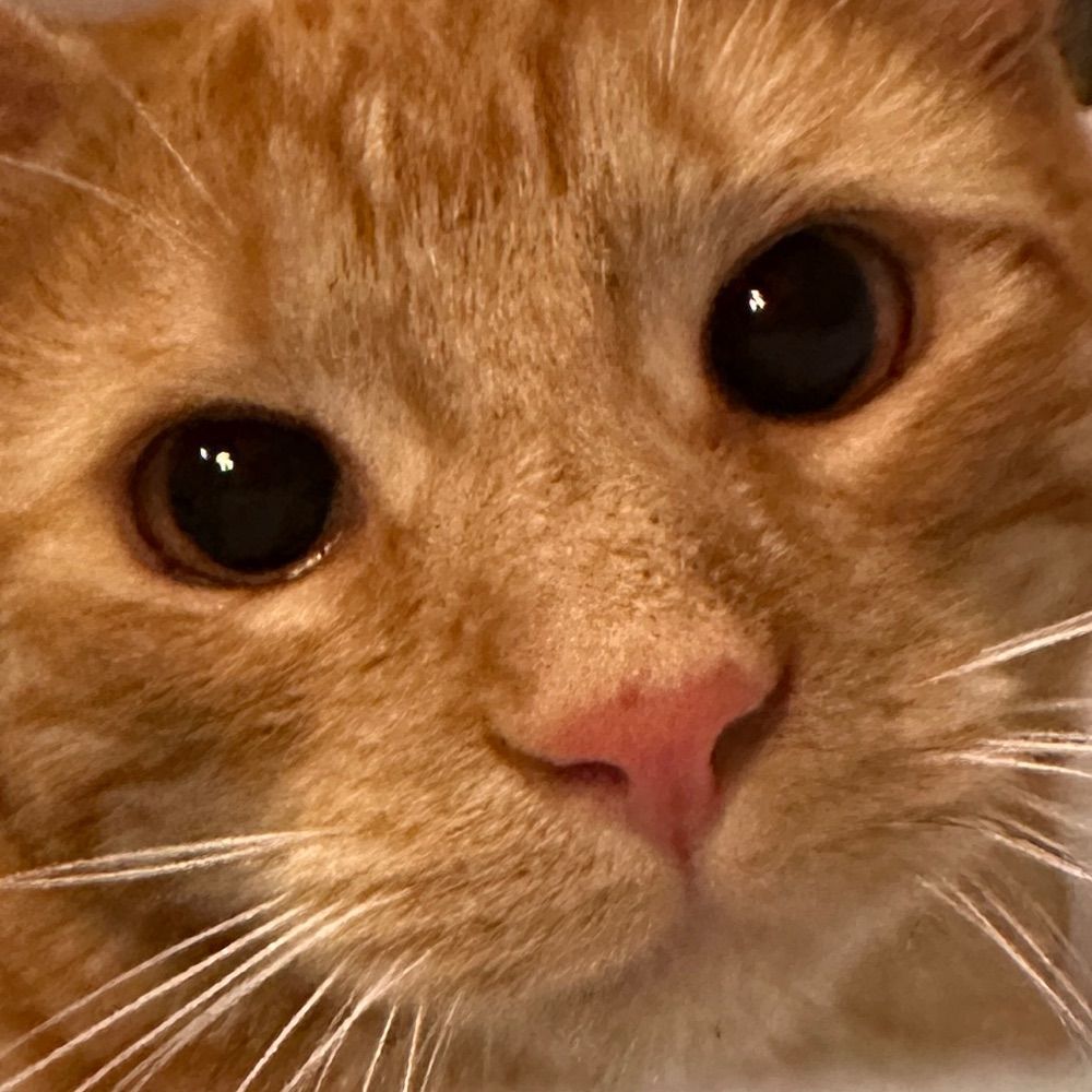 Bean