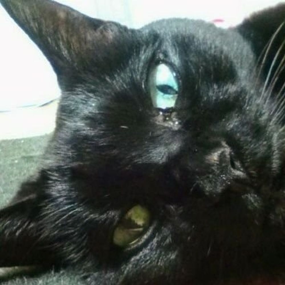 猫神様