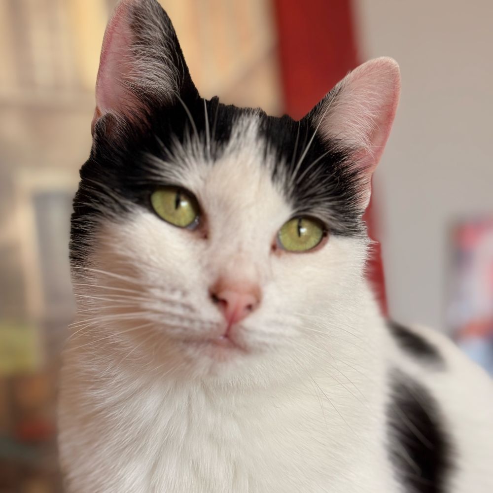 Suzie (de Leonid)