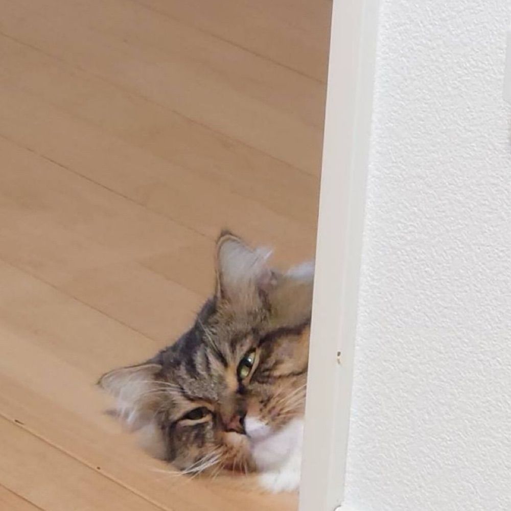 柊