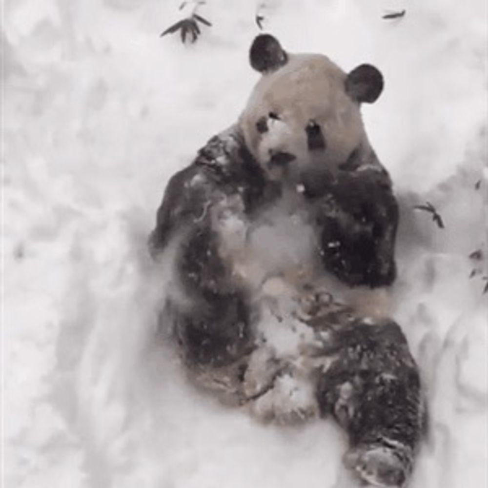 Skippbear
