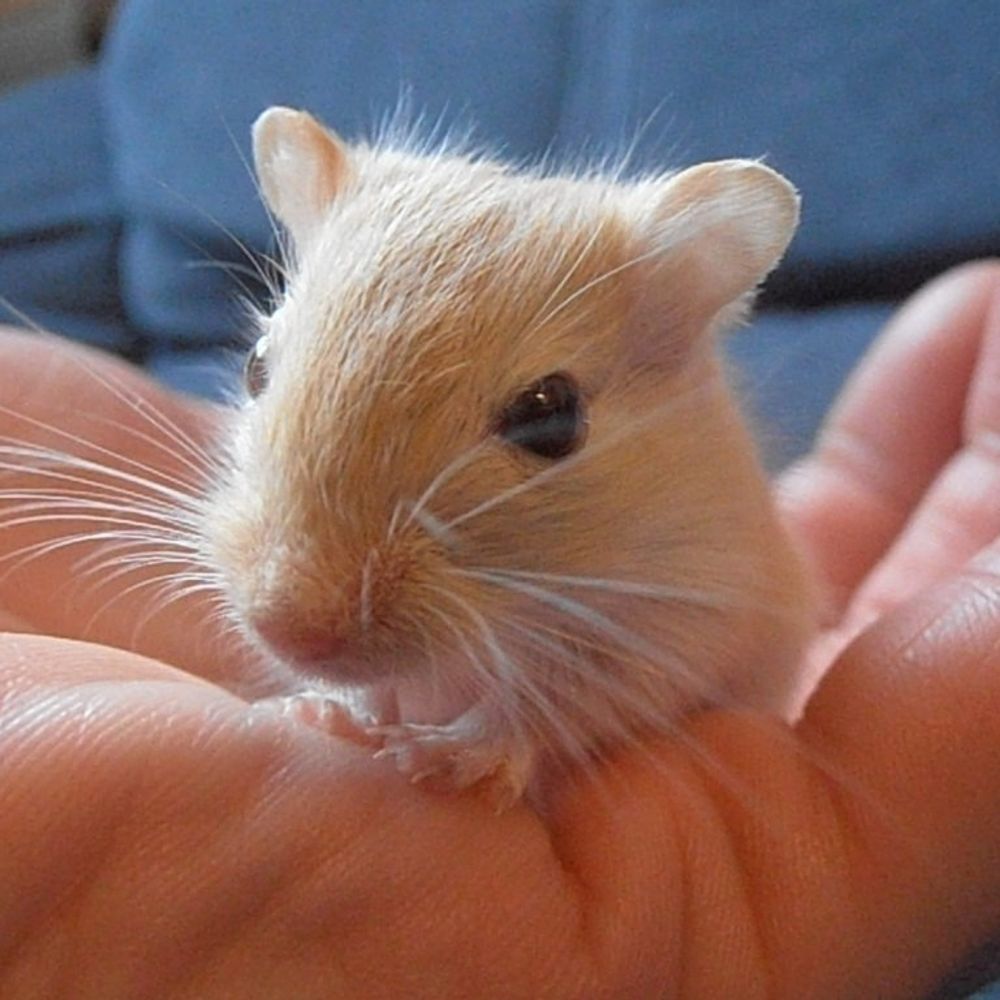 Gerbil