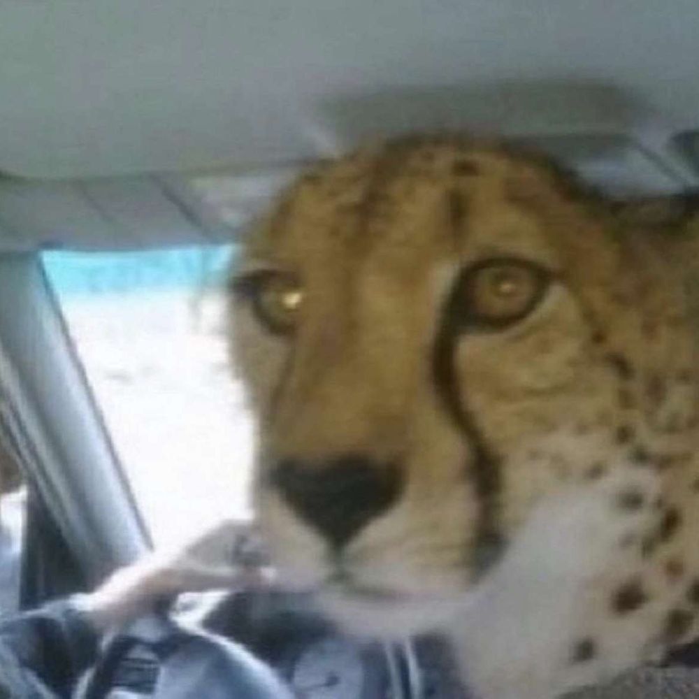 Leftist Leopard