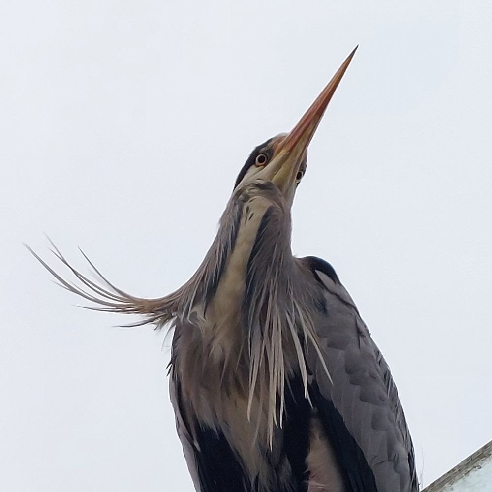 arnauveau