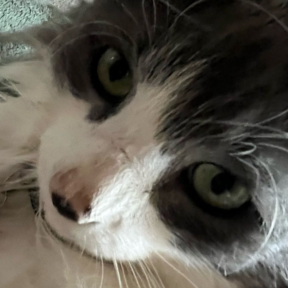Juno