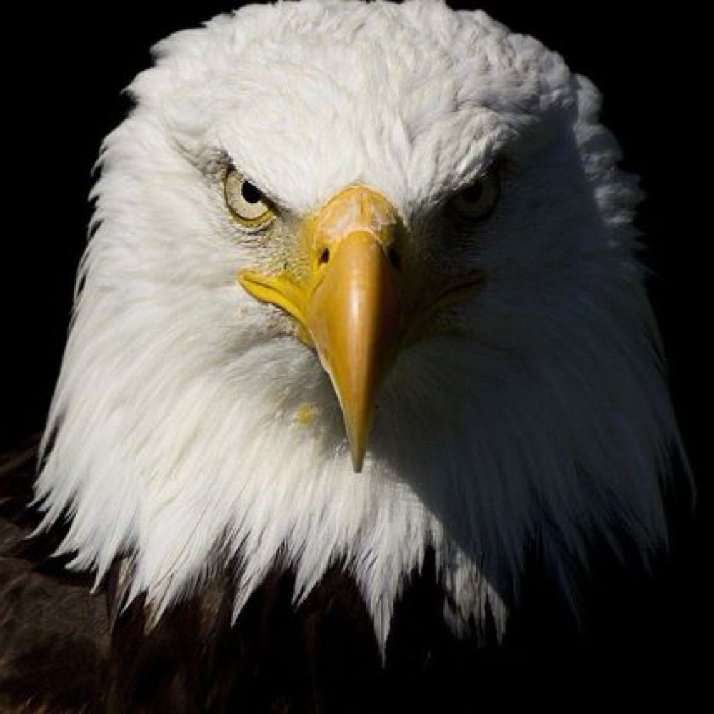 The OG Gunther Eagleman
