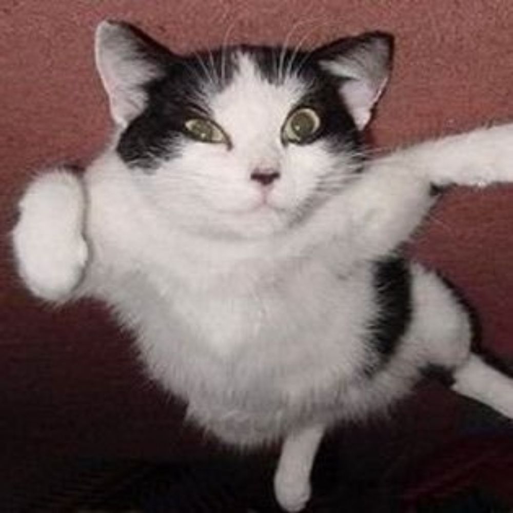 lucascat