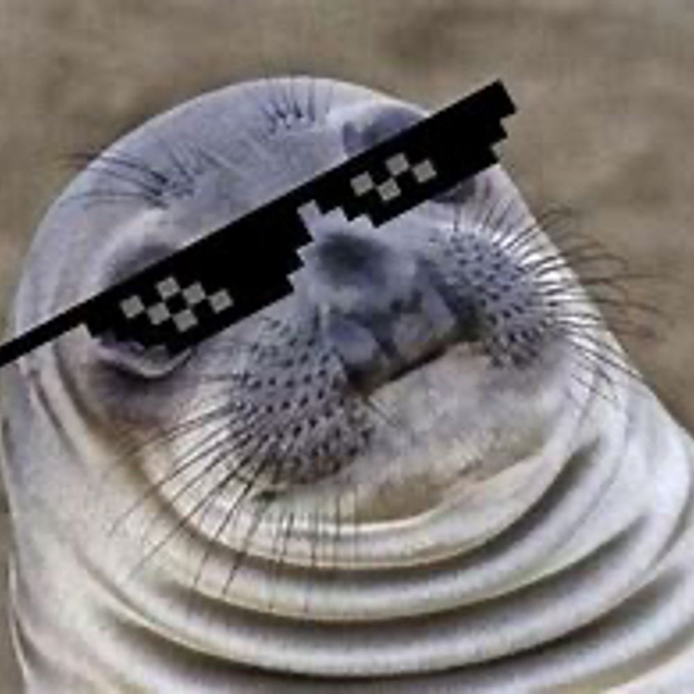 AntmanTheSeal