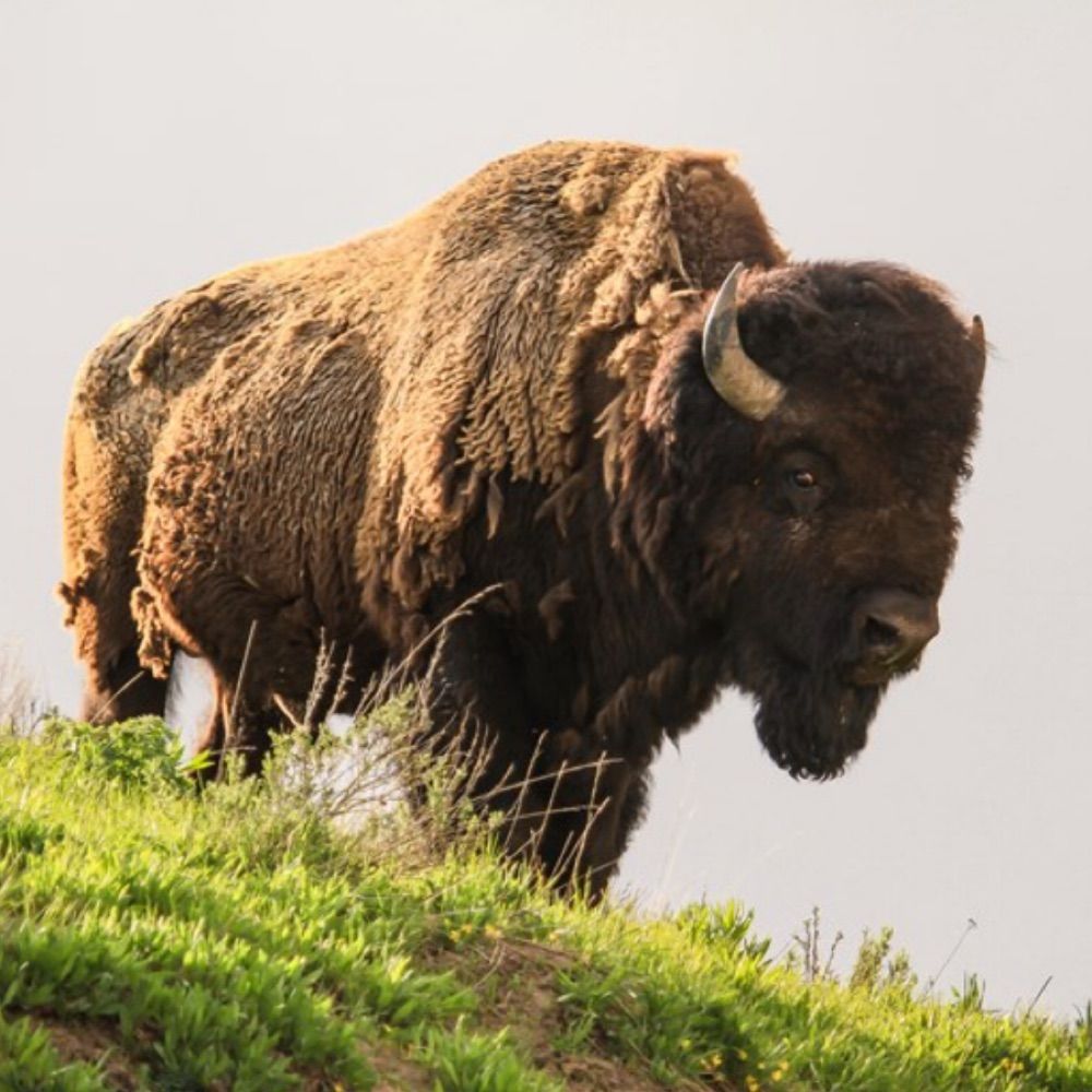 The Educated Bison