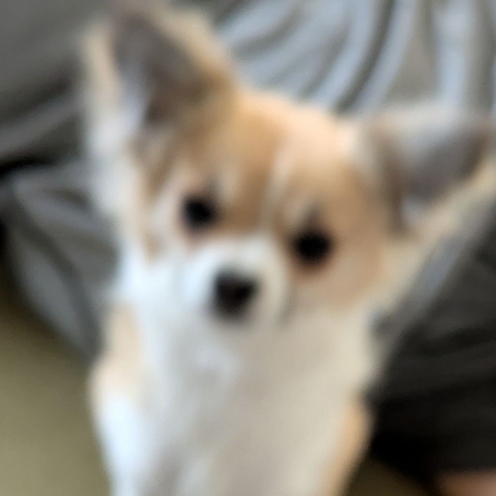 ス