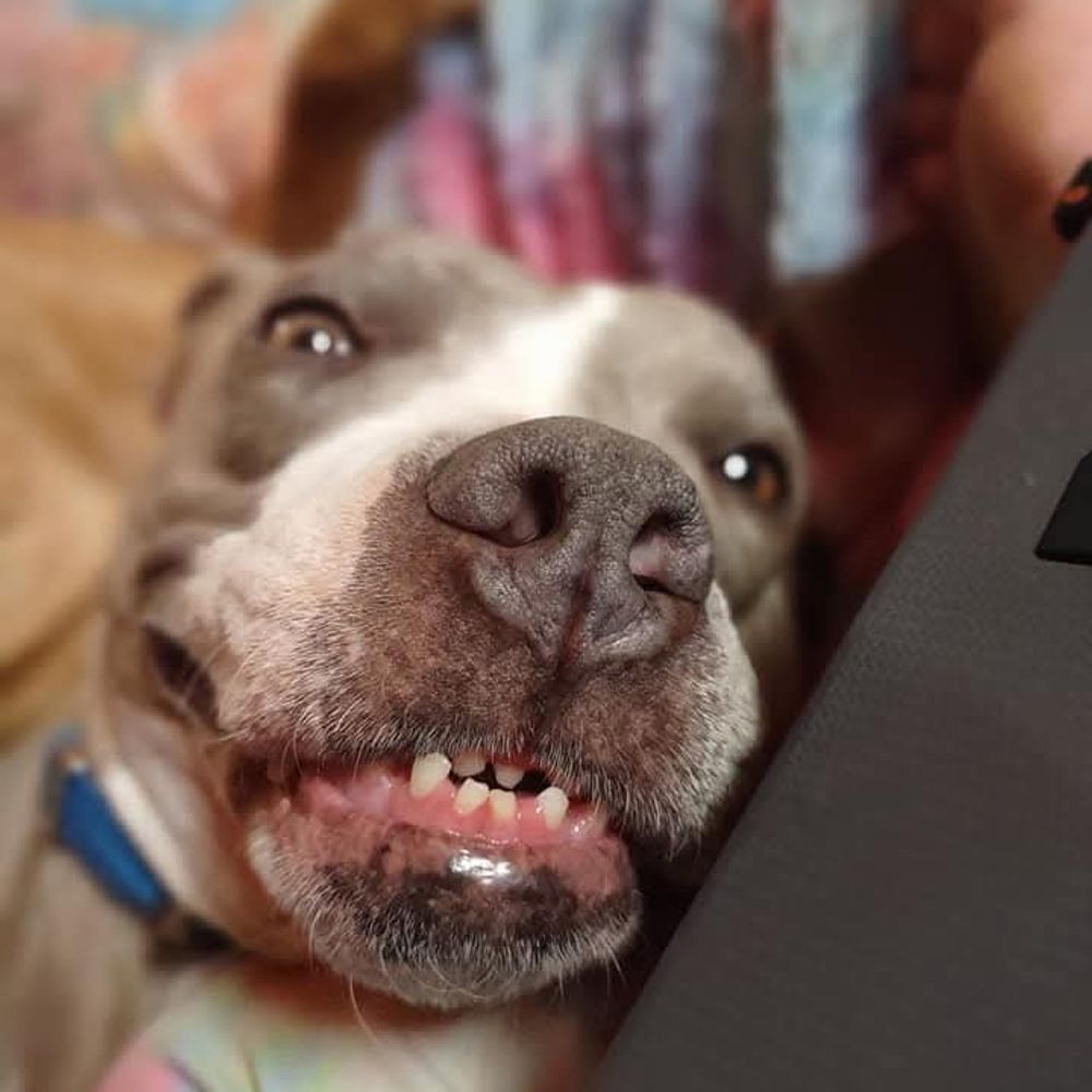 Evelyn the Perfect Pitty