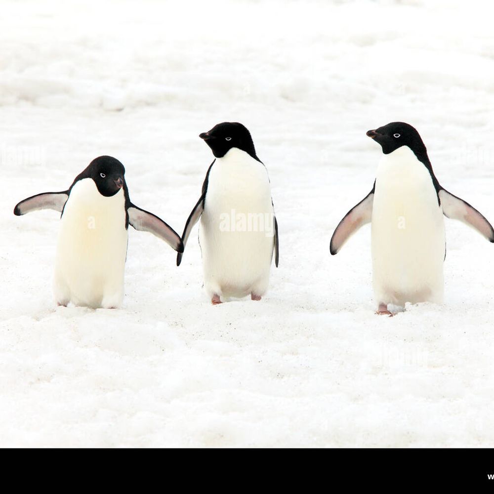 Penguin Penguin Penguin
