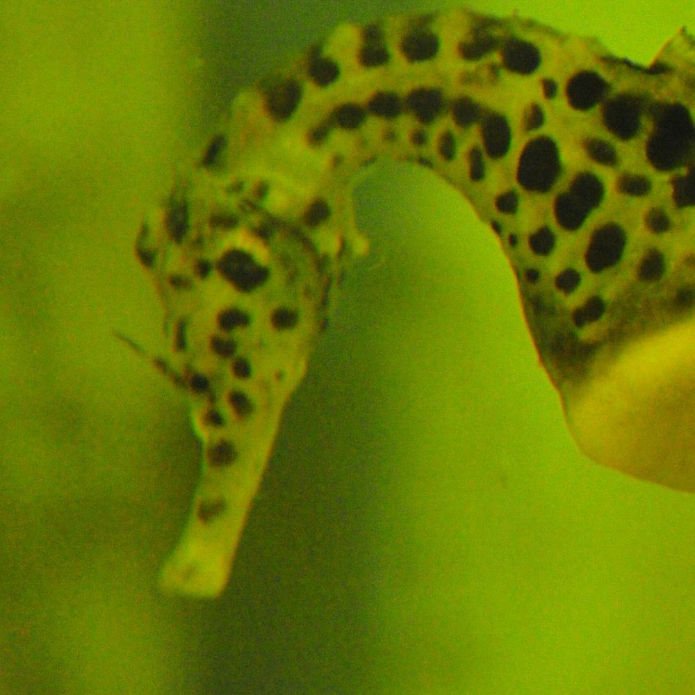 10,000 Seahorses