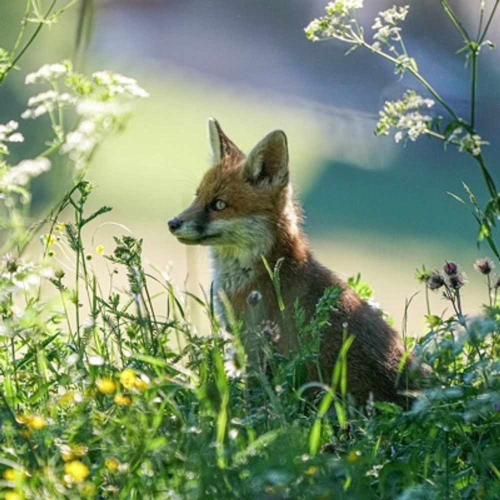 Fuchs im Garten