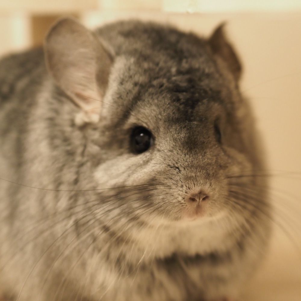 たいあたり