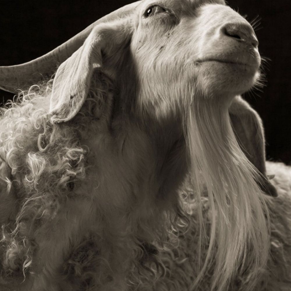 Capra