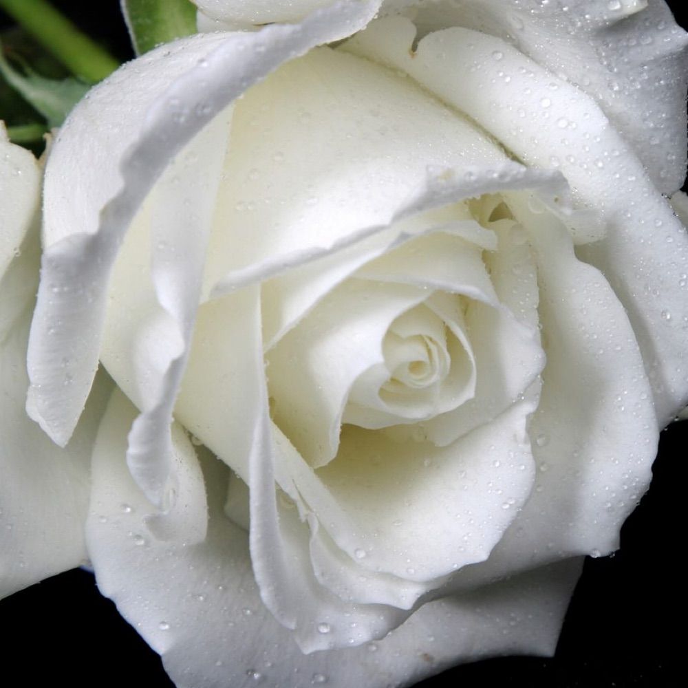 White Rose Resistance