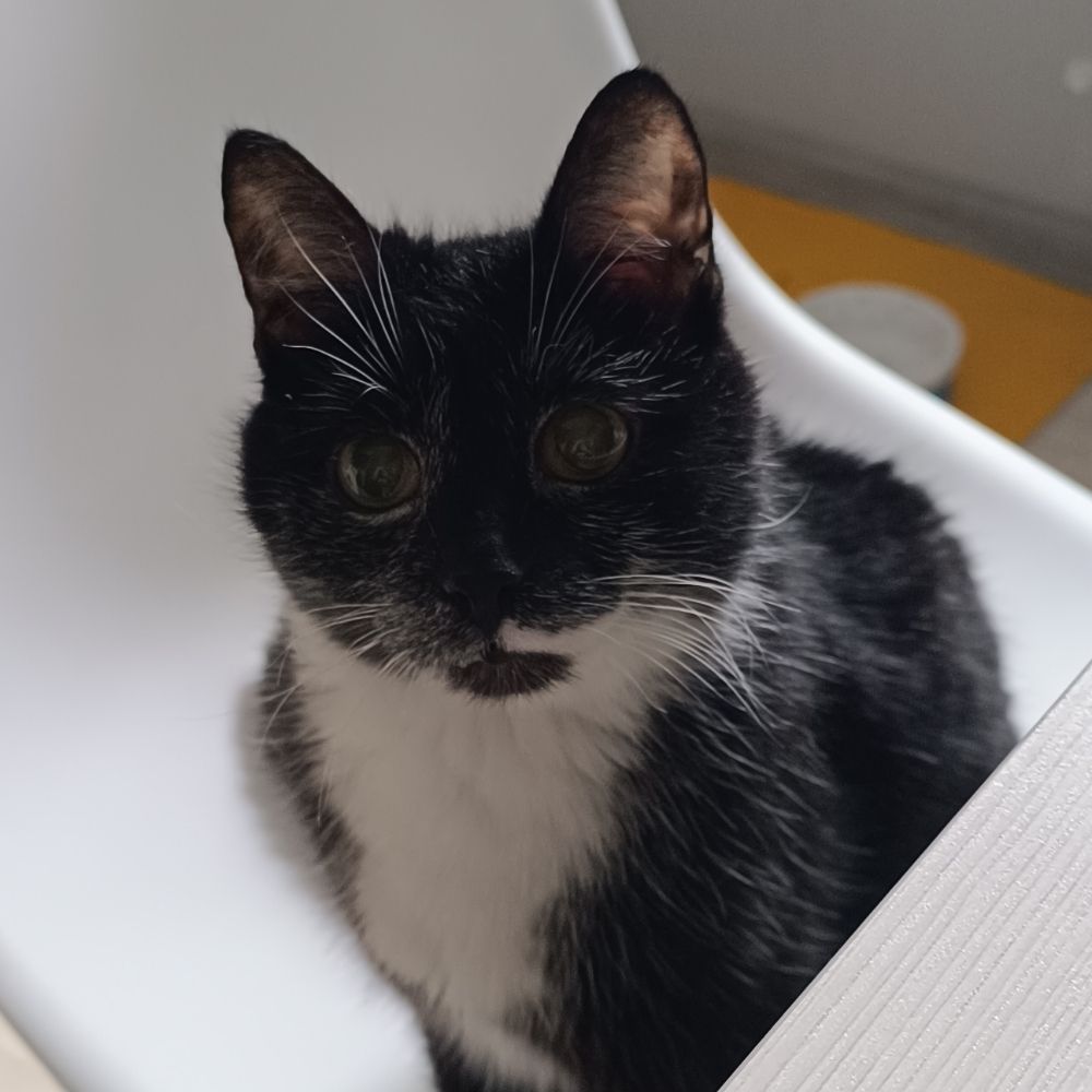 Капибара с кофейной кружкой