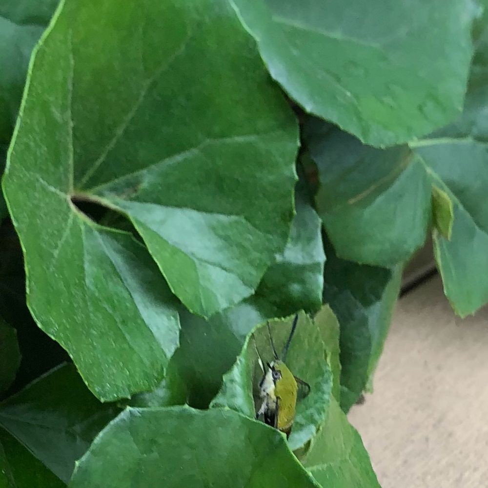 めたまさお