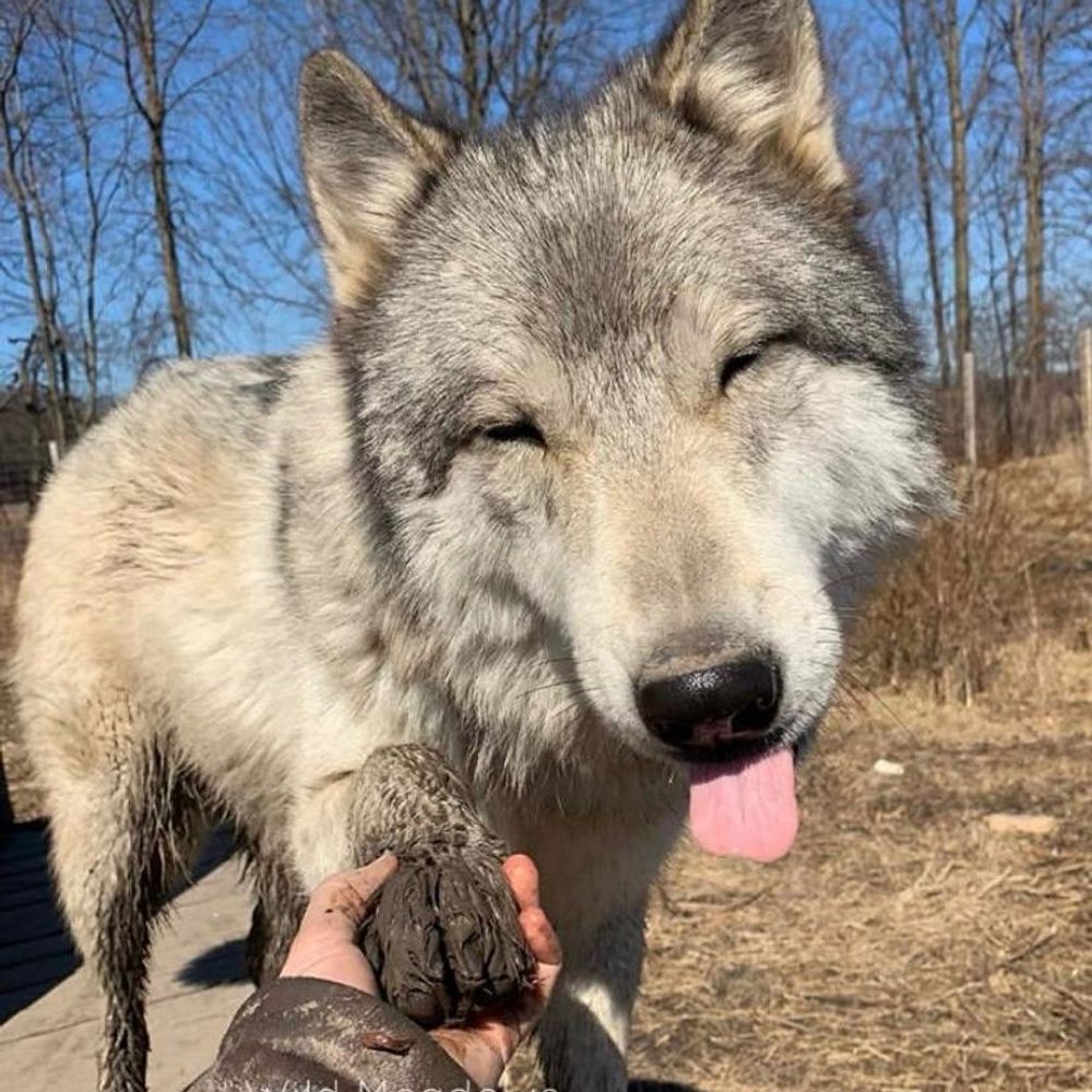 BroteinWolf