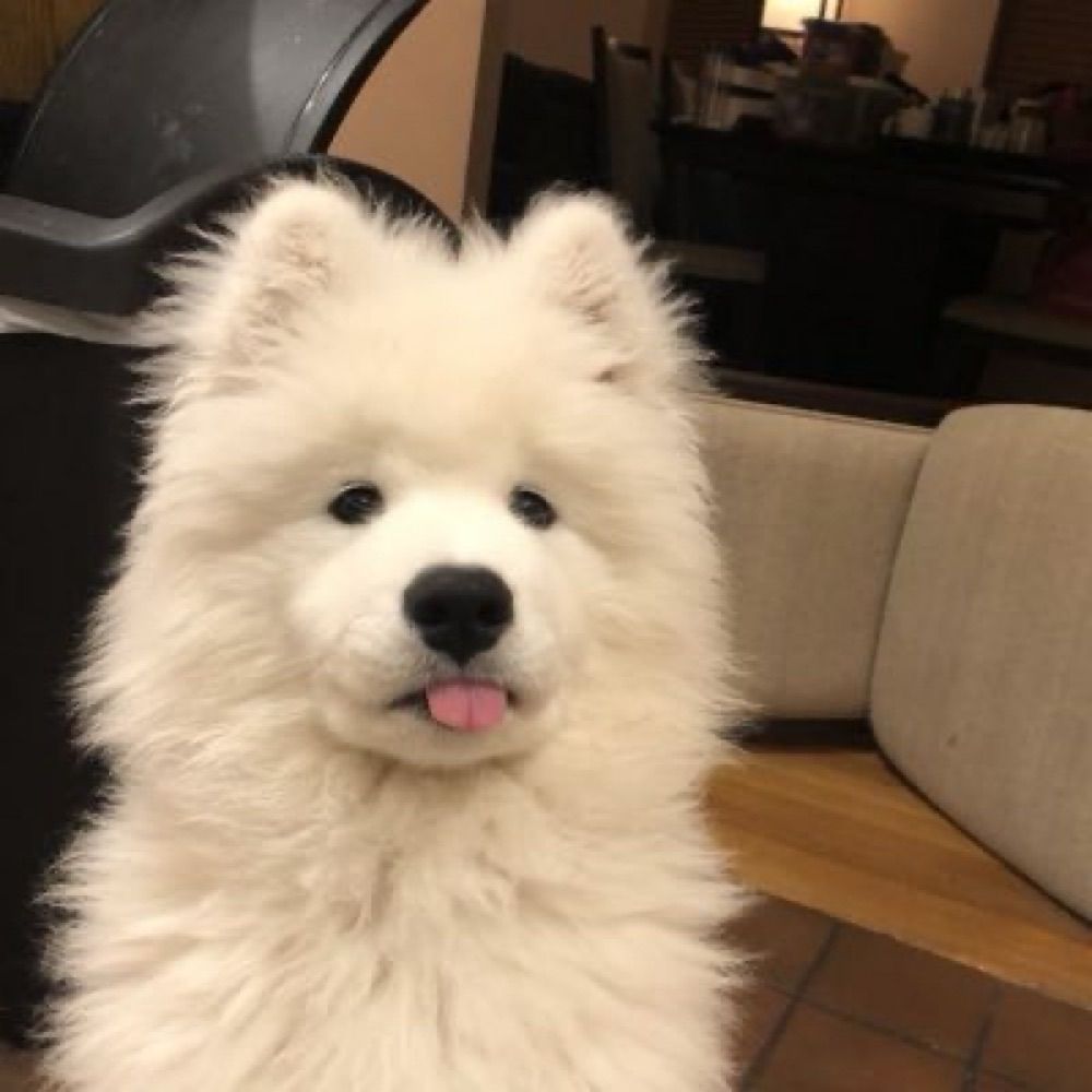 ฟอบอ
