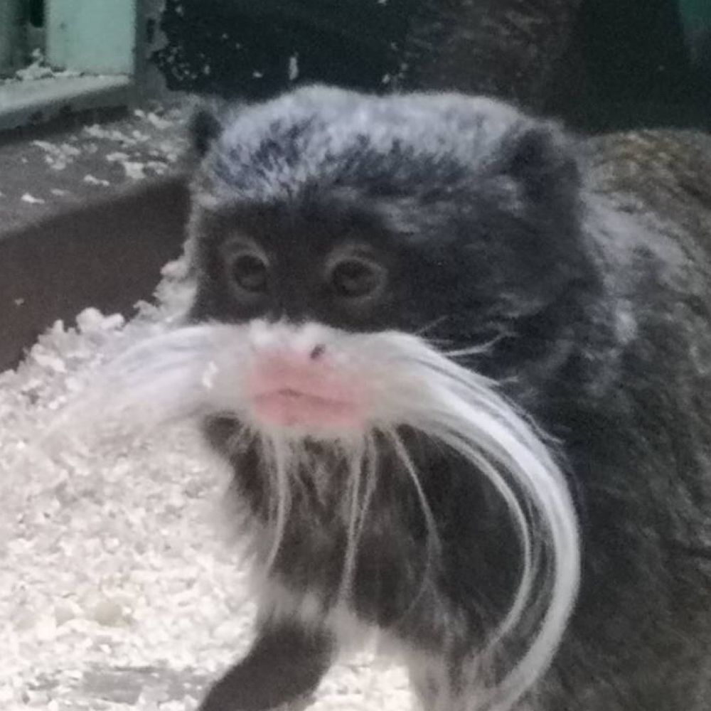たま