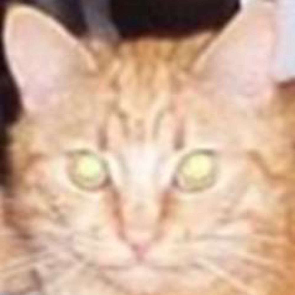 teddlesruss