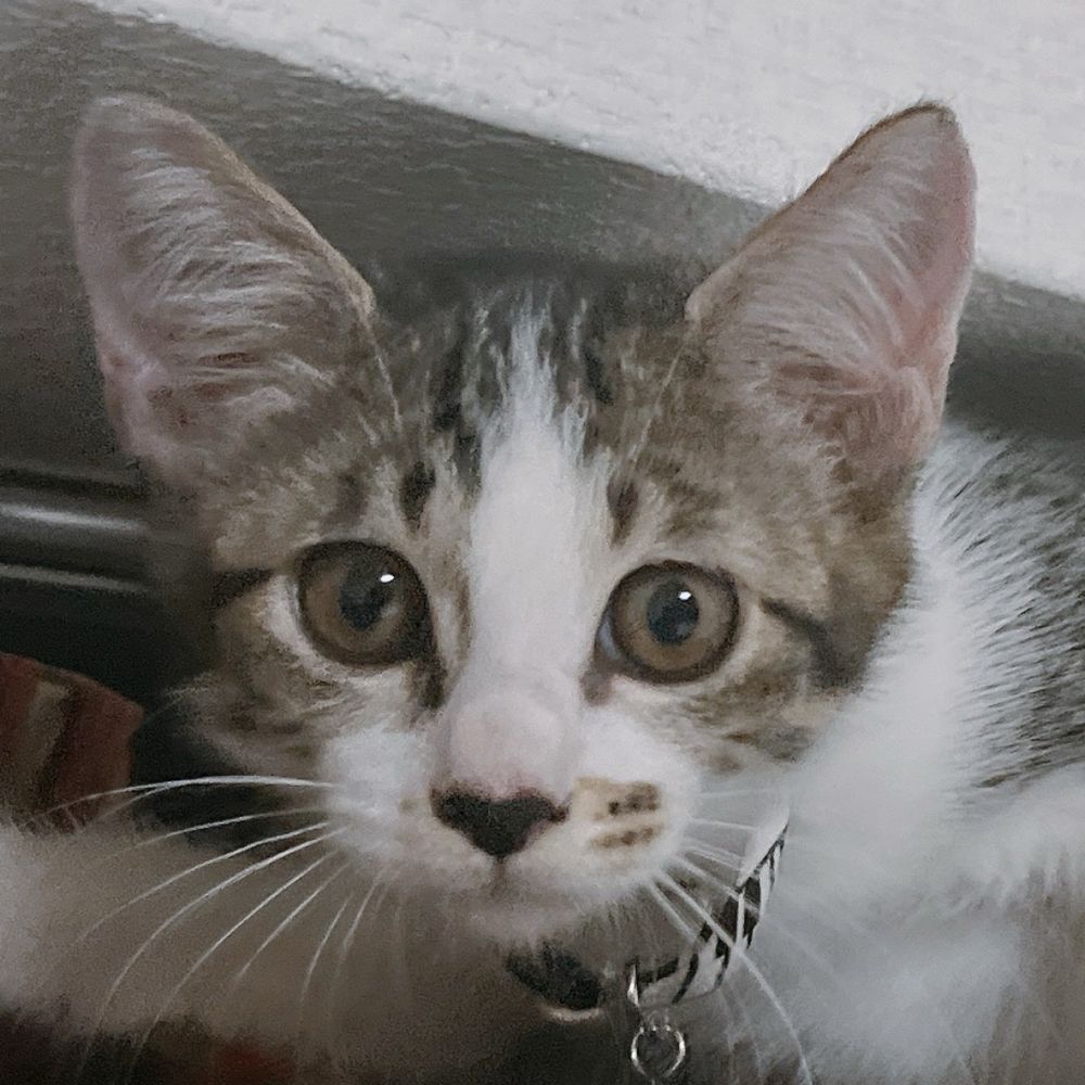 フクちゃぬママ🐱