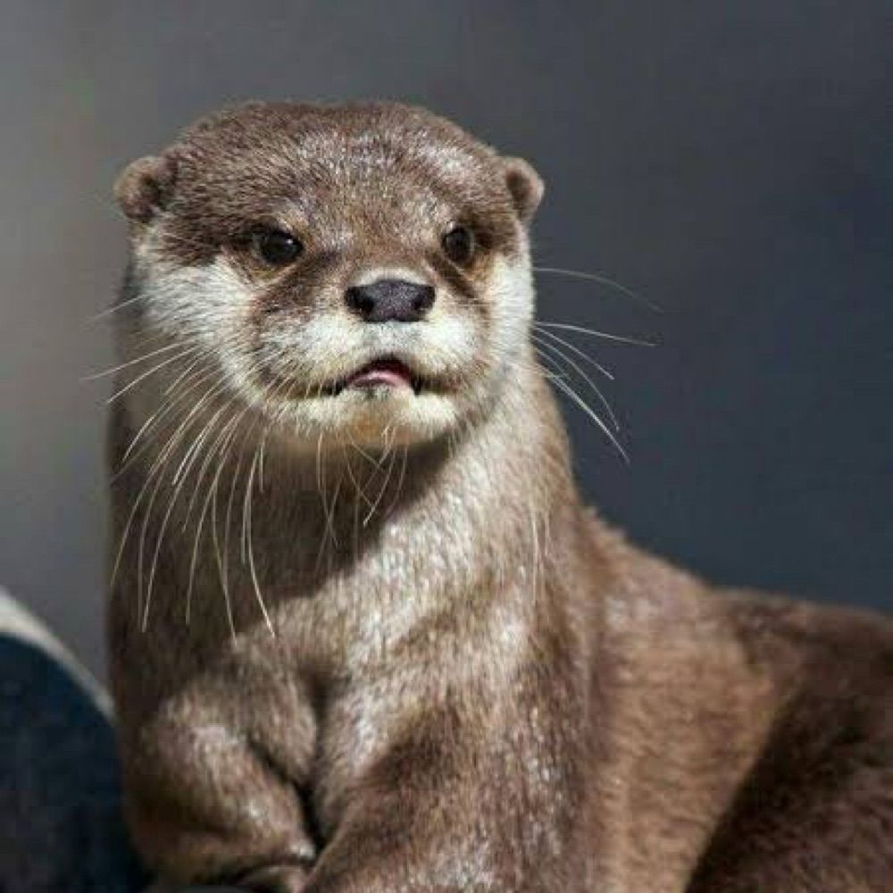 Sexy Otter