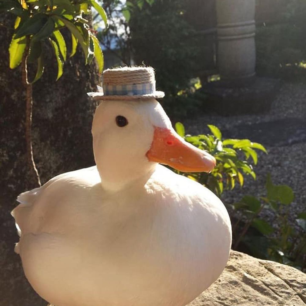dd-Ducc
