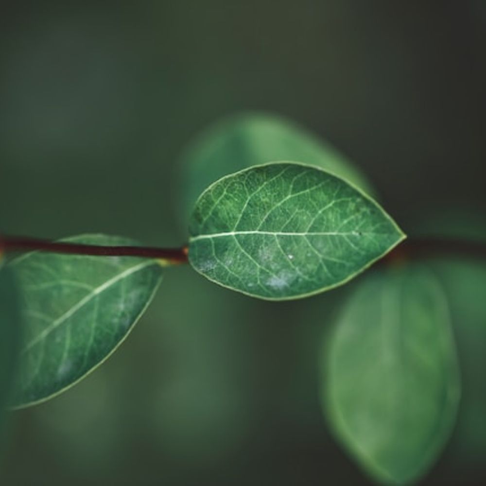 WayoftheLeaf
