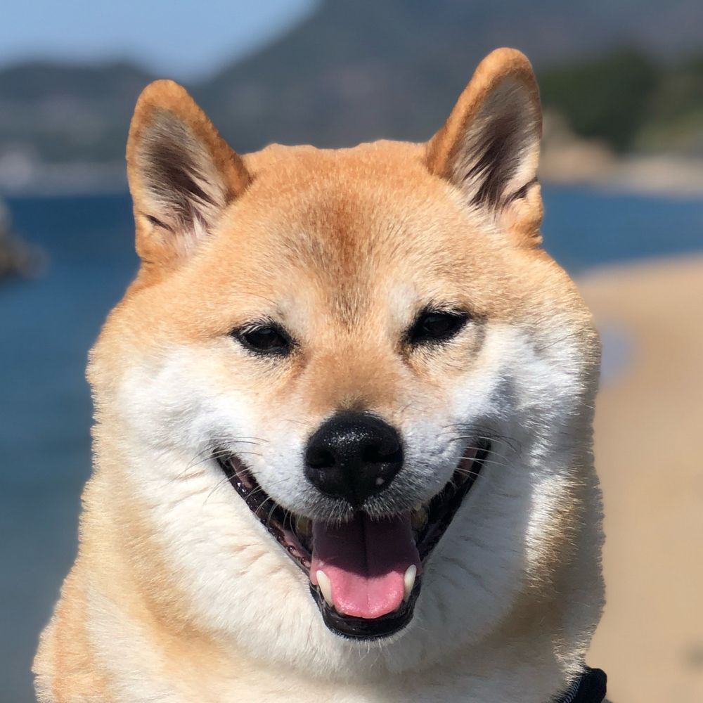 柴犬おもち🐶