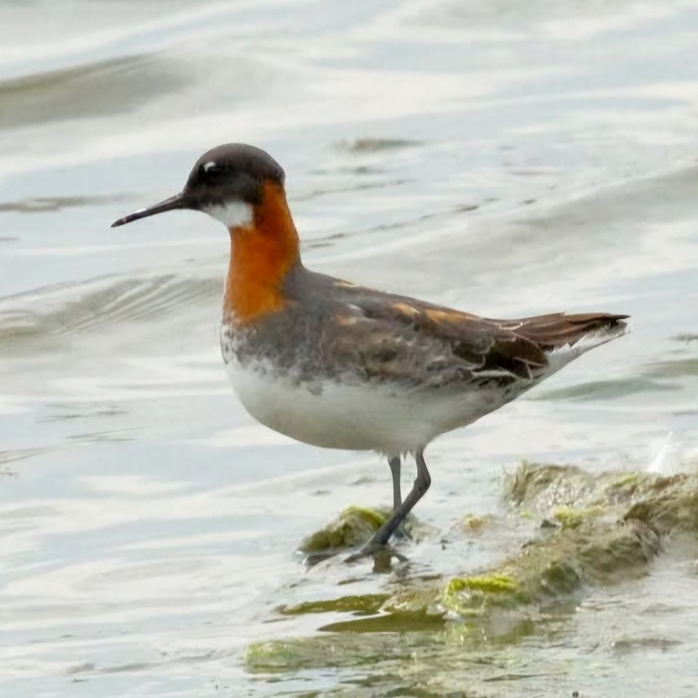 North Cave Birds