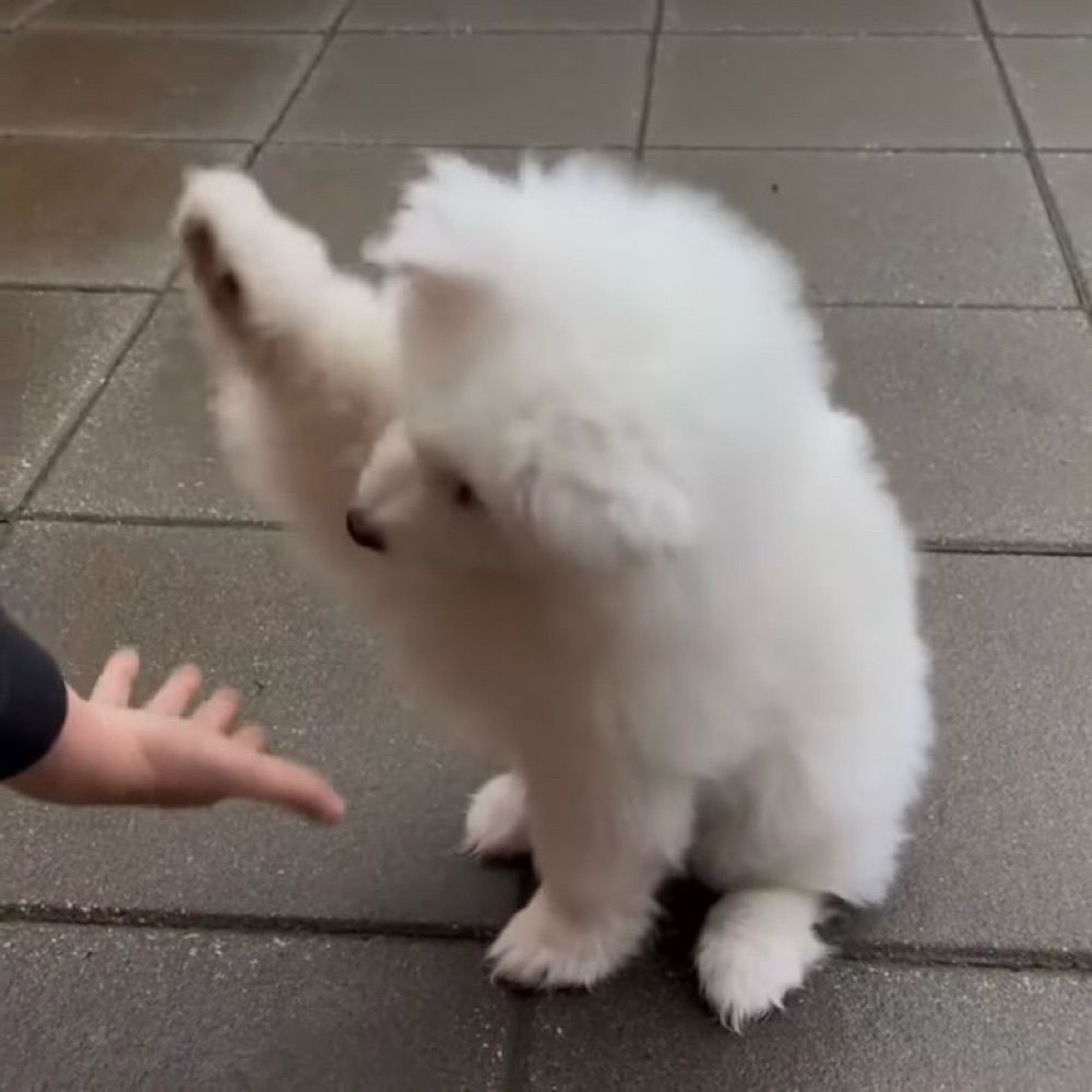 ˙ᴥ˙ ◞♡
