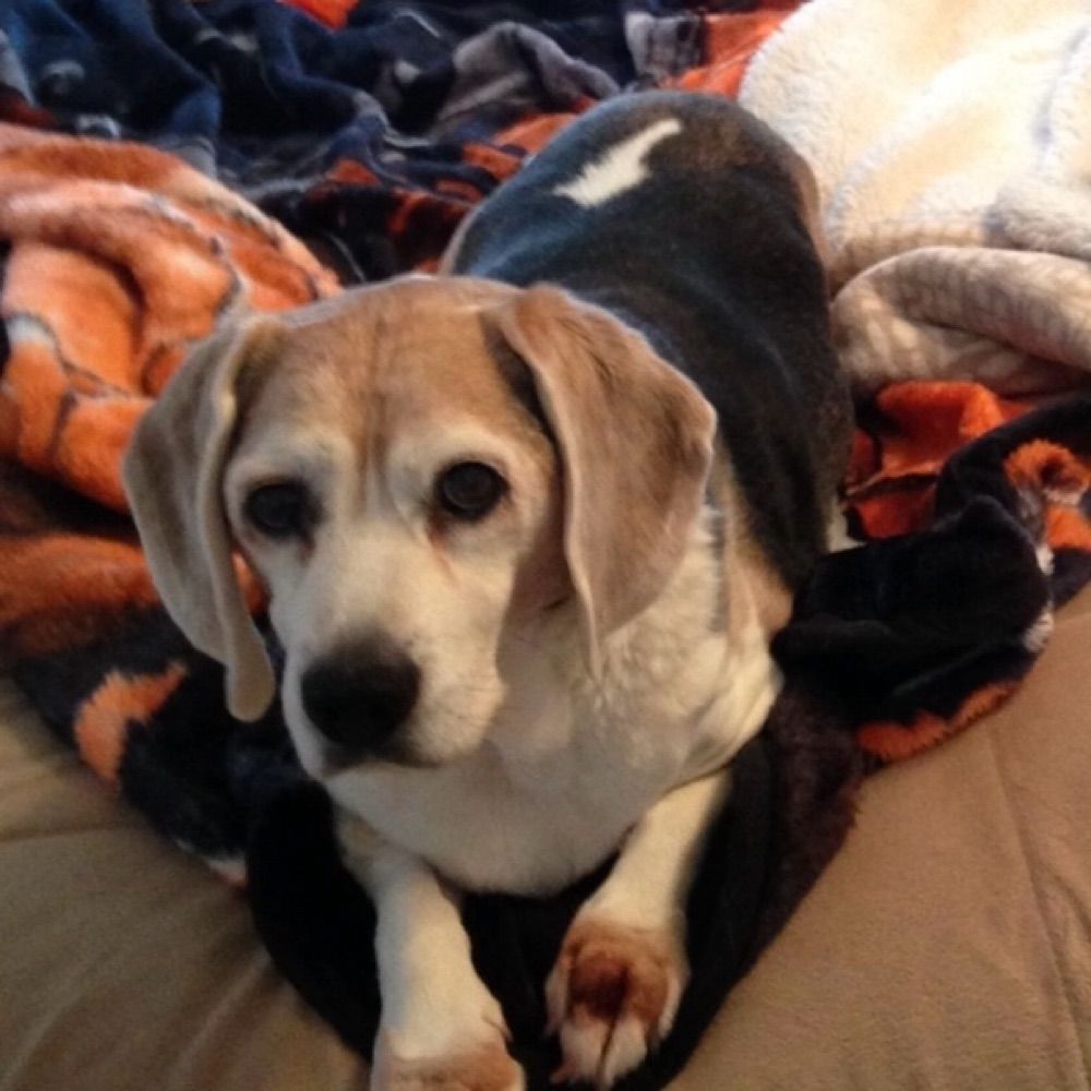 Beefy Beagle