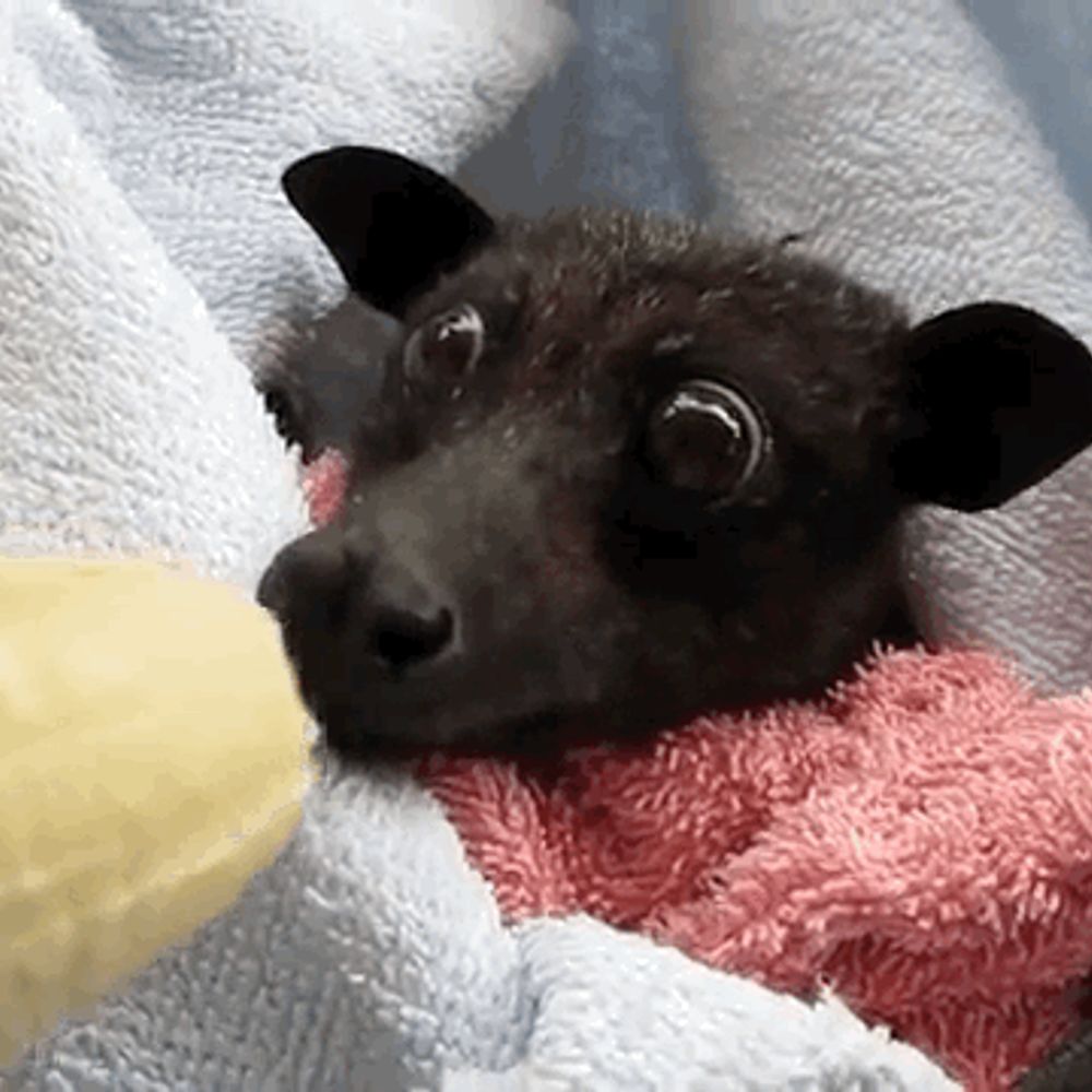 batty