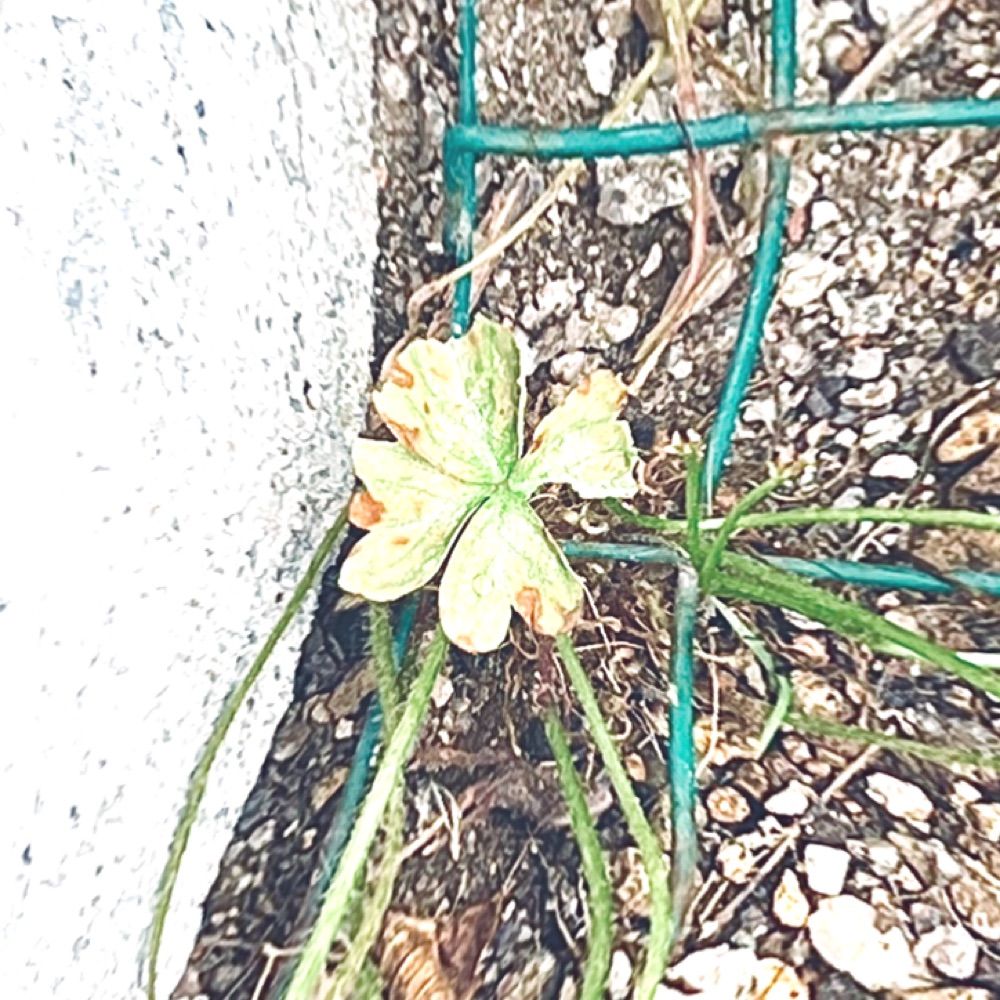 🥀朱炭ちゃま