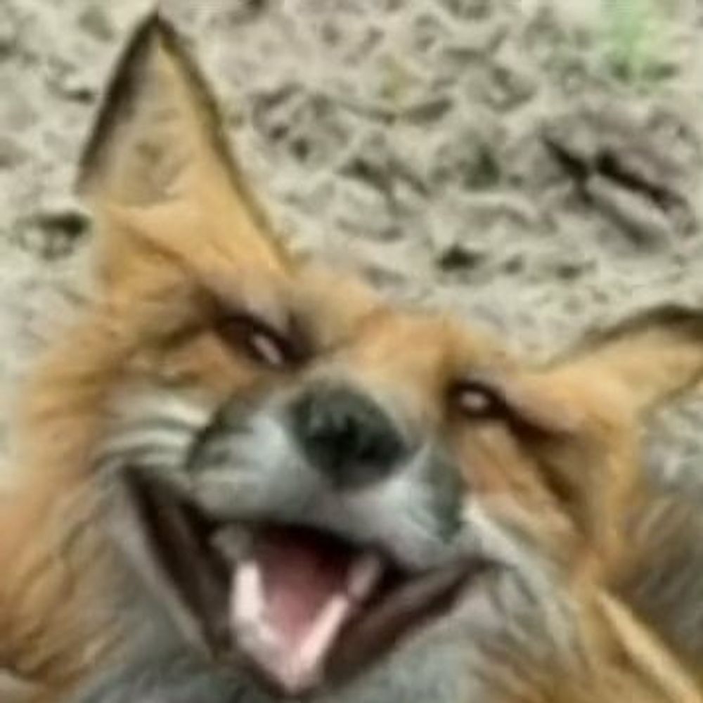 Distorted Foxes 