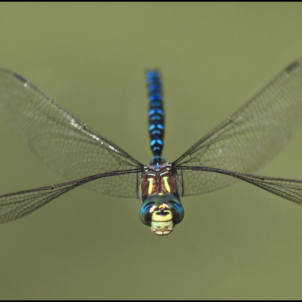 Odonata Ate My Slippers