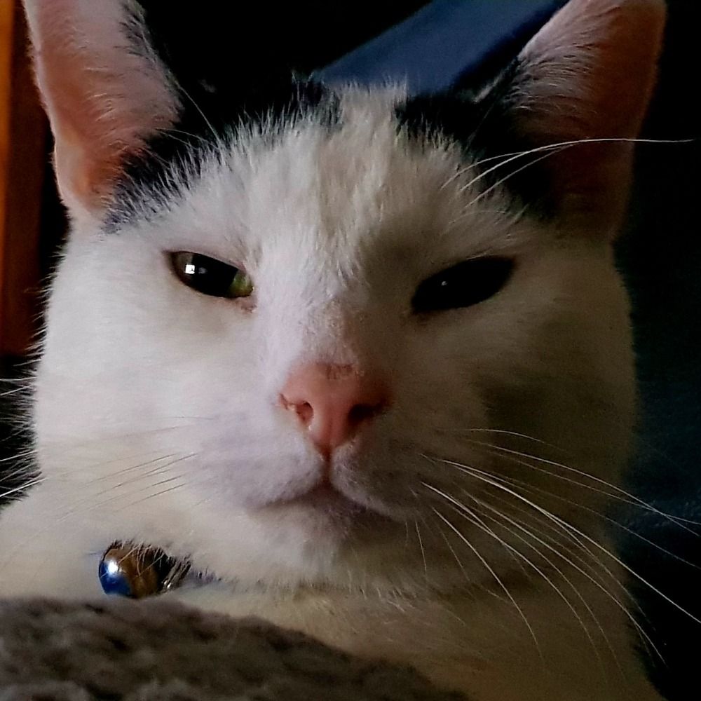 Pavlovs Catnip Eater