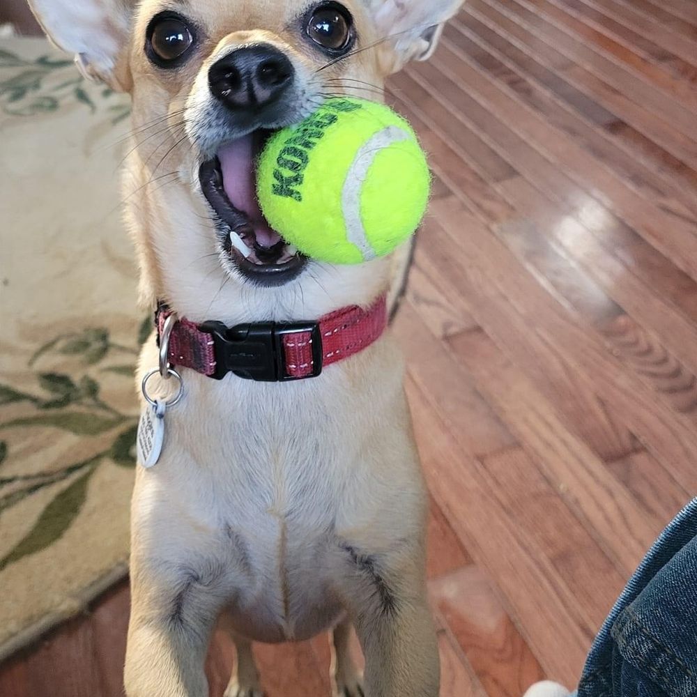 Higgins!