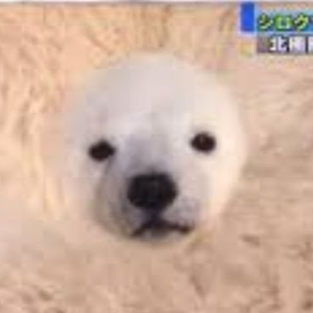 공구리🍯