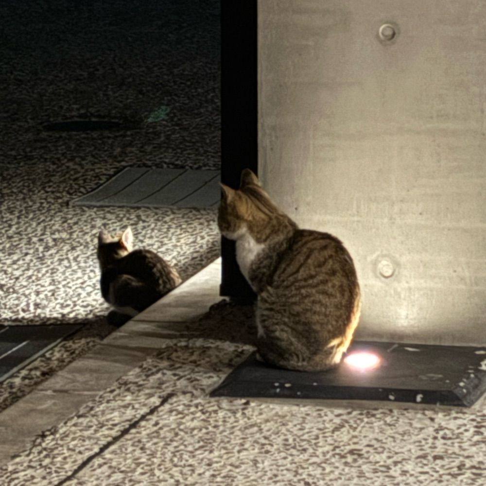 れっど
