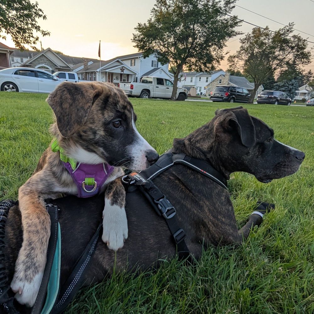 Ripley and Sansa